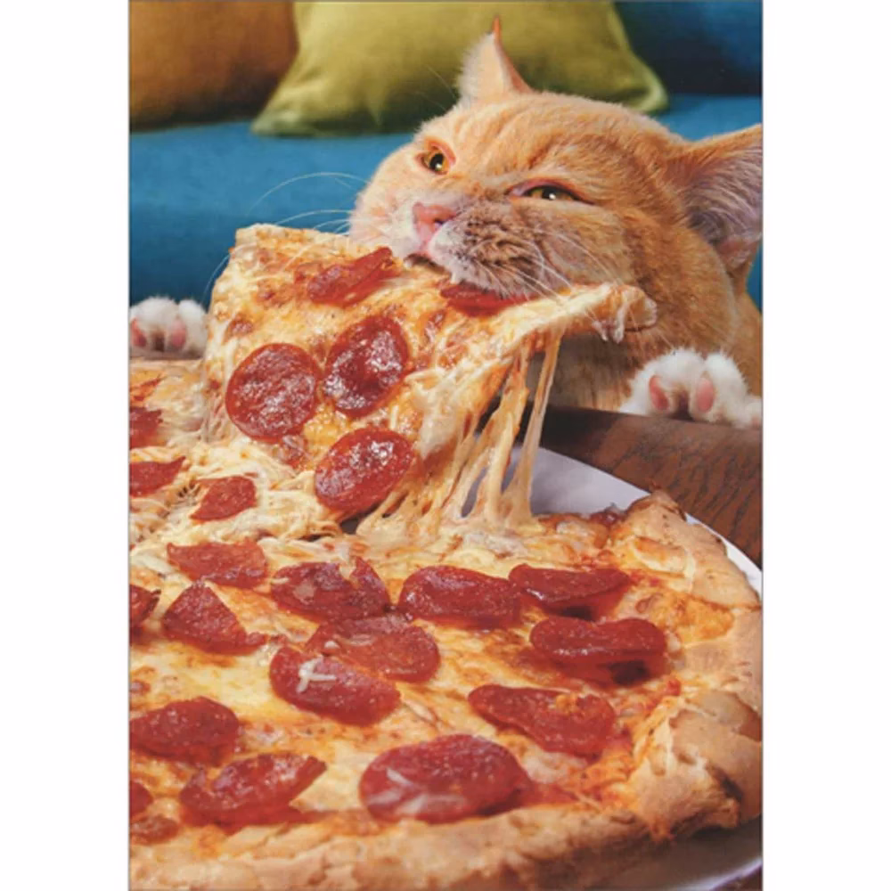 What happens if a cat eats pizza?