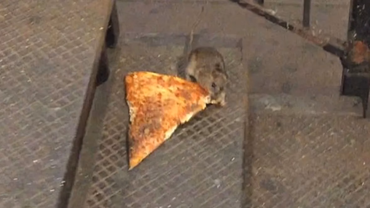Did a rat drag a slice of pizza down the stairs?
