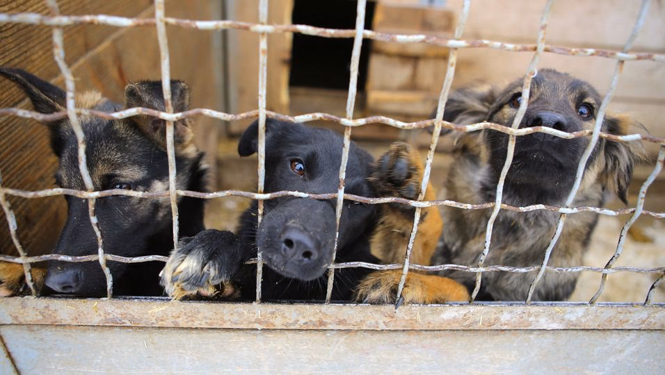 Wie gefährlich ist Pizza für Hunde?