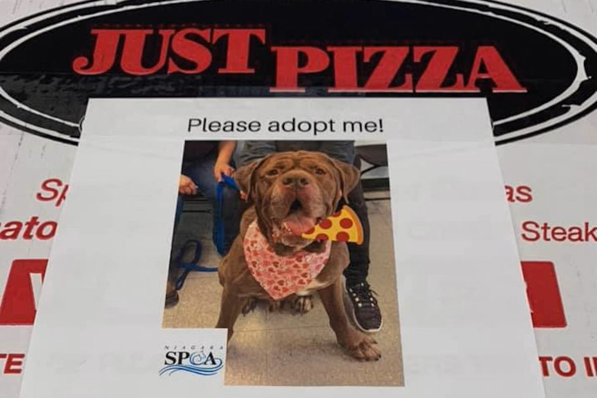 Wie gefährlich ist Pizza für Hunde?